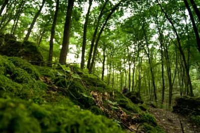 볼스키 숲 (라스 볼스키)